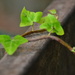 Ivy Leaves sooc by ziggy77