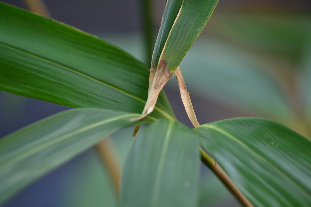 Bamboo leaves by ziggy77