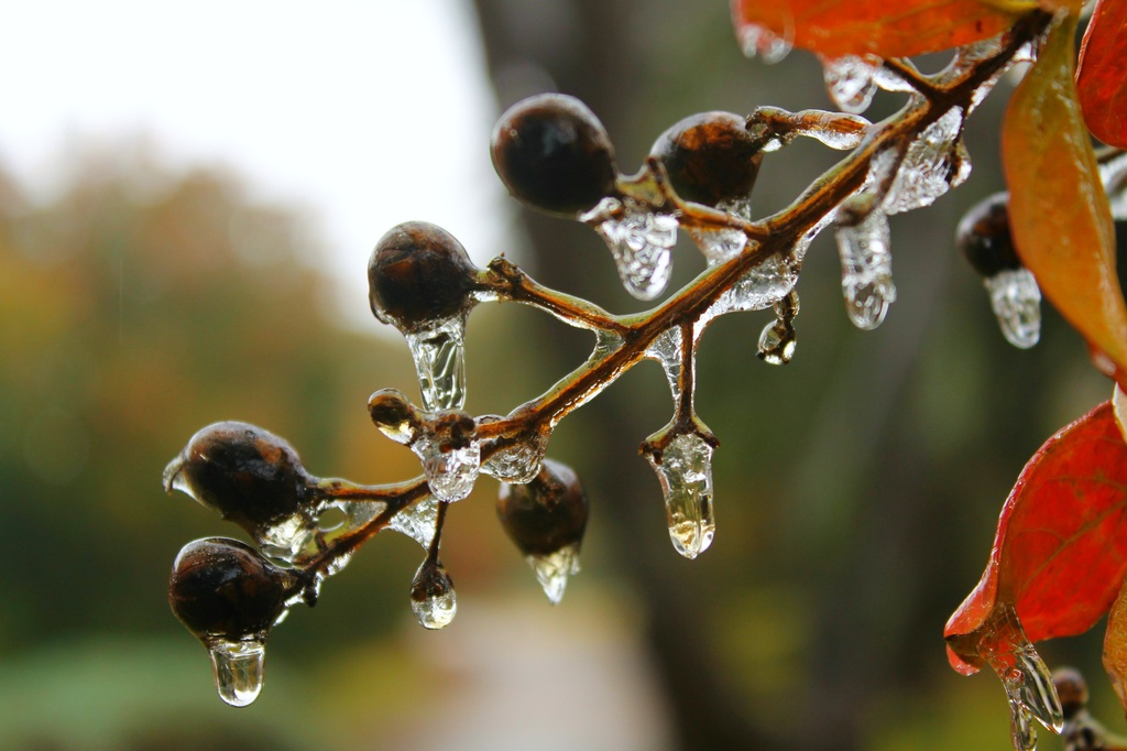 Frozen branches by judyc57