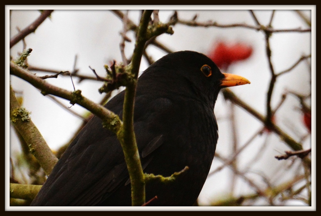 Blackbird  by rosiekind