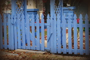 25th Nov 2013 - Periwinkle Fence