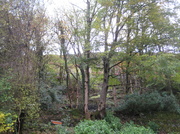 20th Nov 2013 - The Trees Before..............