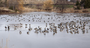 25th Nov 2013 - The pond is freezing...