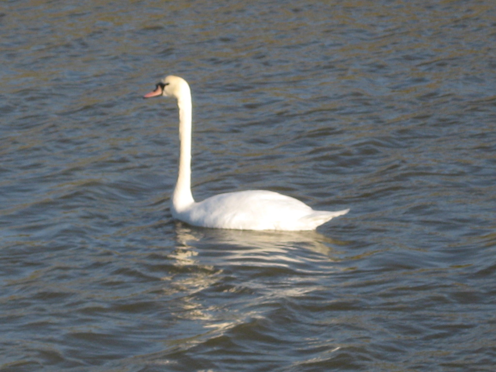 A Swan by susiemc