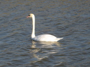25th Nov 2013 - A Swan