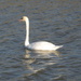 A Swan by susiemc