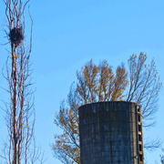 25th Nov 2013 - A Nest and Topless Tower