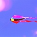 Kite Flying by joysfocus