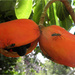 The Orange colour fruit by kerenmcsweeney