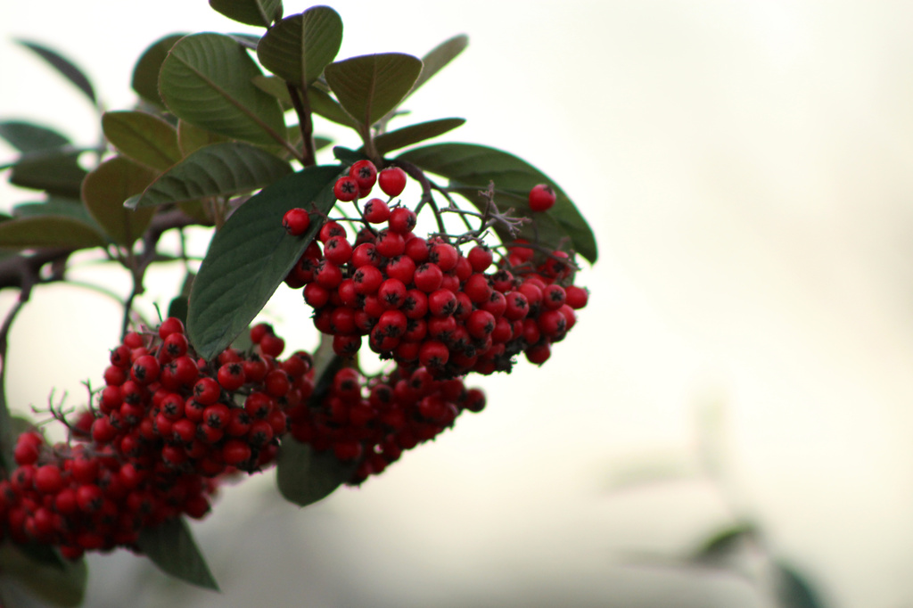 Holiday Berries by nanderson