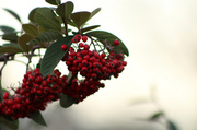 25th Nov 2013 - Holiday Berries