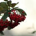 Holiday Berries by nanderson