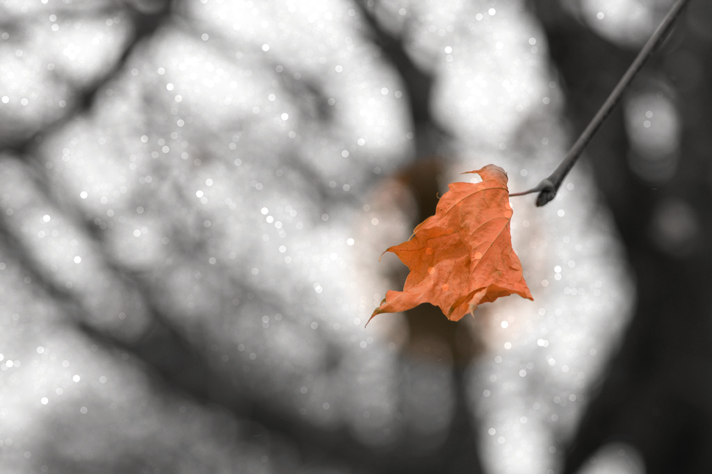 Last Leaf as the Snow Falls by taffy