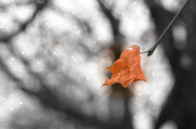 25th Nov 2013 - Last Leaf as the Snow Falls