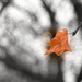 Last Leaf as the Snow Falls by taffy