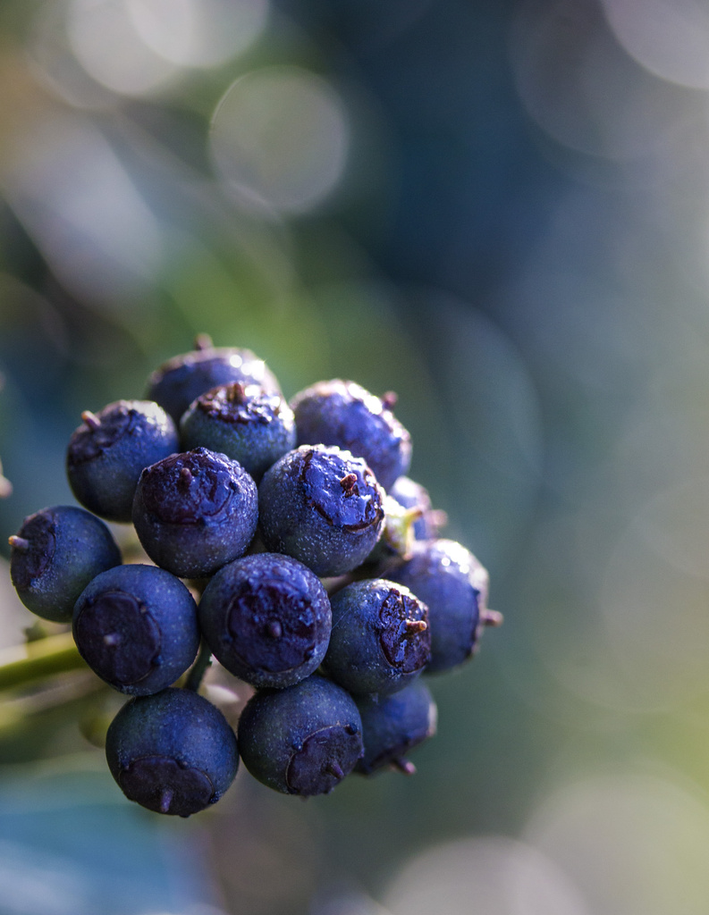 Ivy Berries by shepherdmanswife