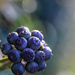 Ivy Berries by shepherdmanswife
