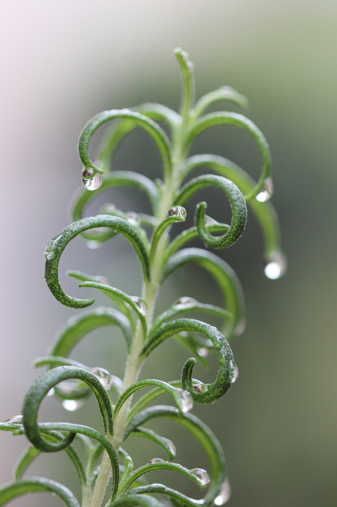 Rainy Rosemary by jamibann