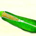 zippered zucchini by summerfield
