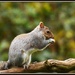 Squirrel Nutkins by rosiekind