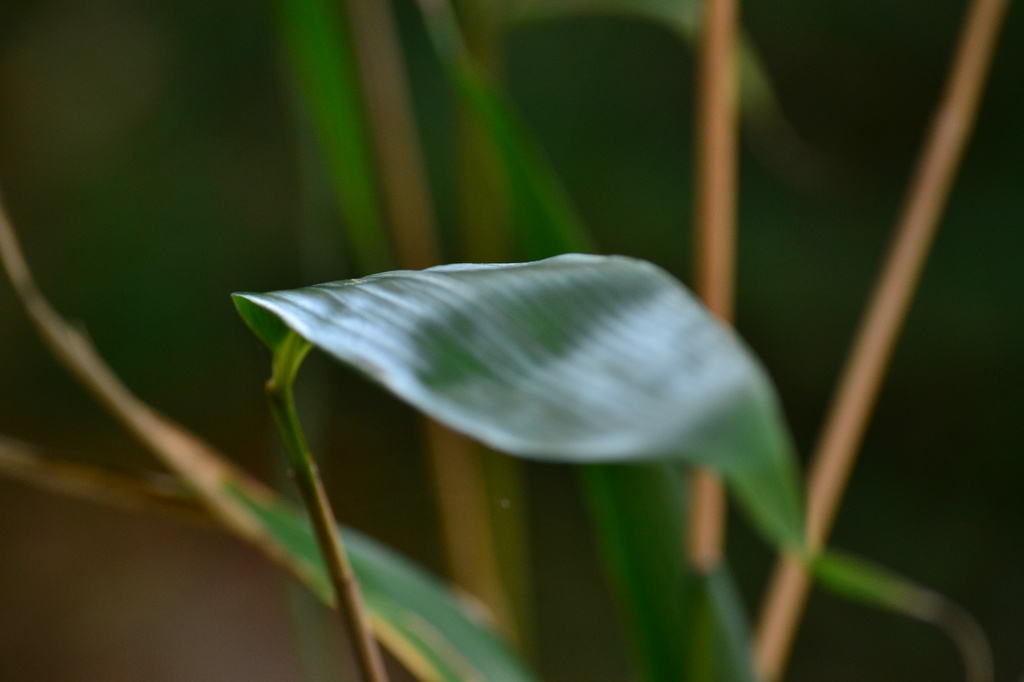 Bamboo leaf #2 by ziggy77