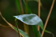 26th Nov 2013 - Bamboo leaf #2