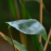 Bamboo leaf #2 by ziggy77