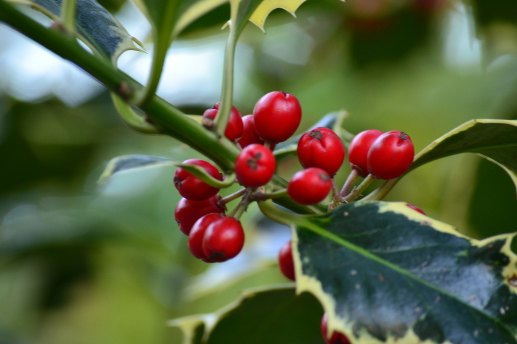 Variegated Holly Leaf and Red Berries by ziggy77