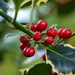 Variegated Holly Leaf and Red Berries by ziggy77