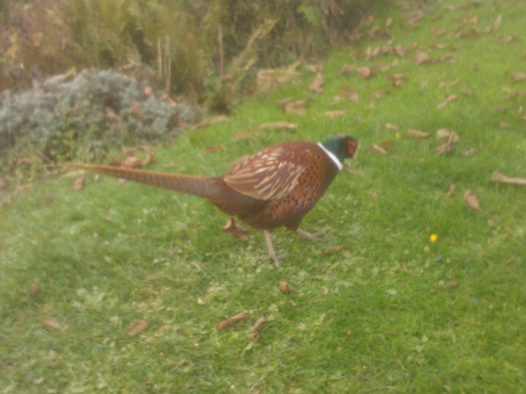 Leaf pecking pheasant. by foxes37