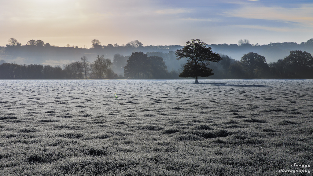 Day 330 - Frosty Field by snaggy
