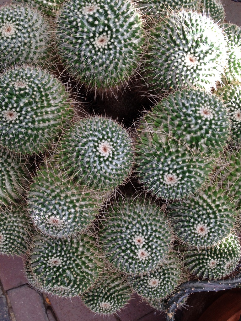 Swirling cacti by rosiekerr