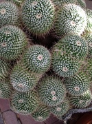 26th Nov 2013 - Swirling cacti
