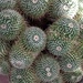 Swirling cacti by rosiekerr