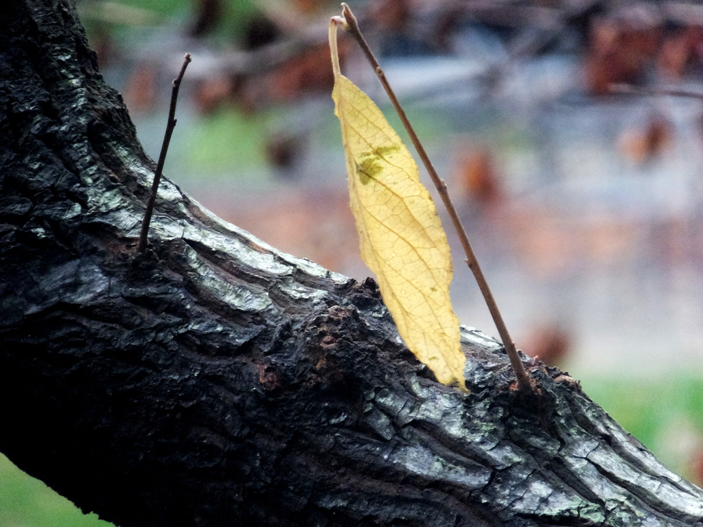 Tree Bark (Rough II) by linnypinny