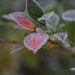 Frozen Blueberry Leaf by jankoos