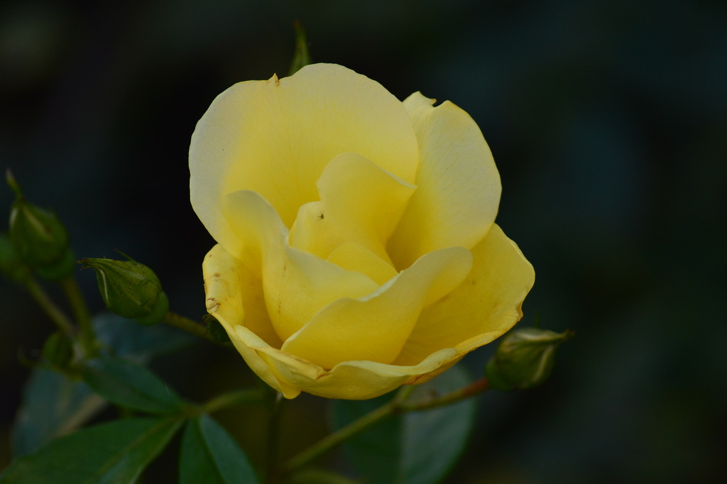 Yellow Rose by ziggy77