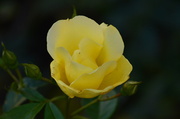 27th Nov 2013 - Yellow Rose