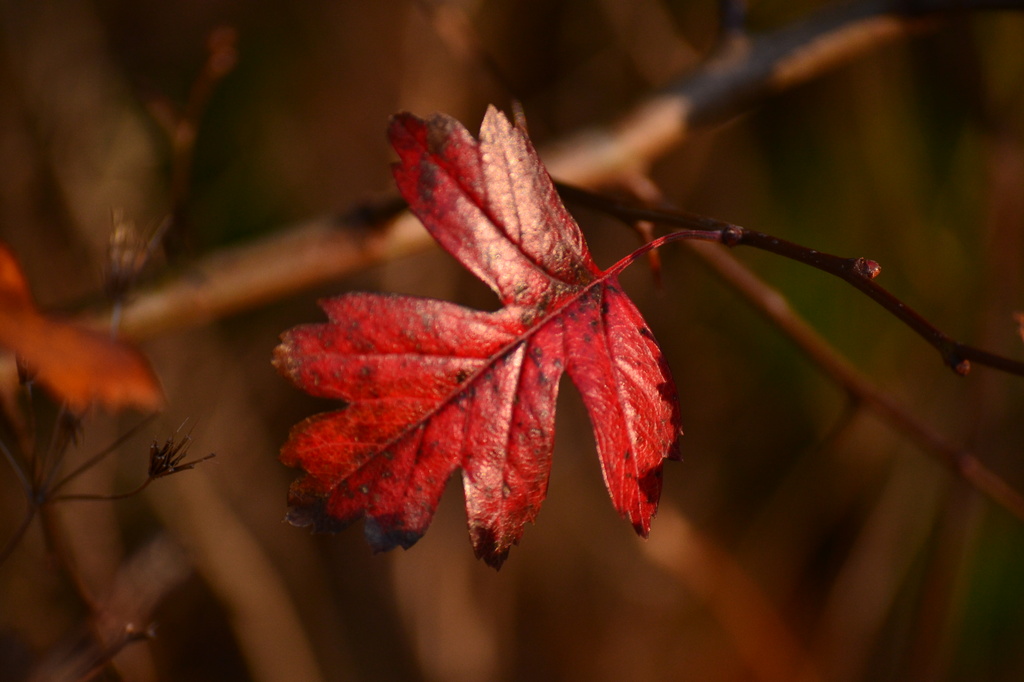 Red leaf of autumn by ziggy77