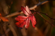 27th Nov 2013 - Red leaf of autumn
