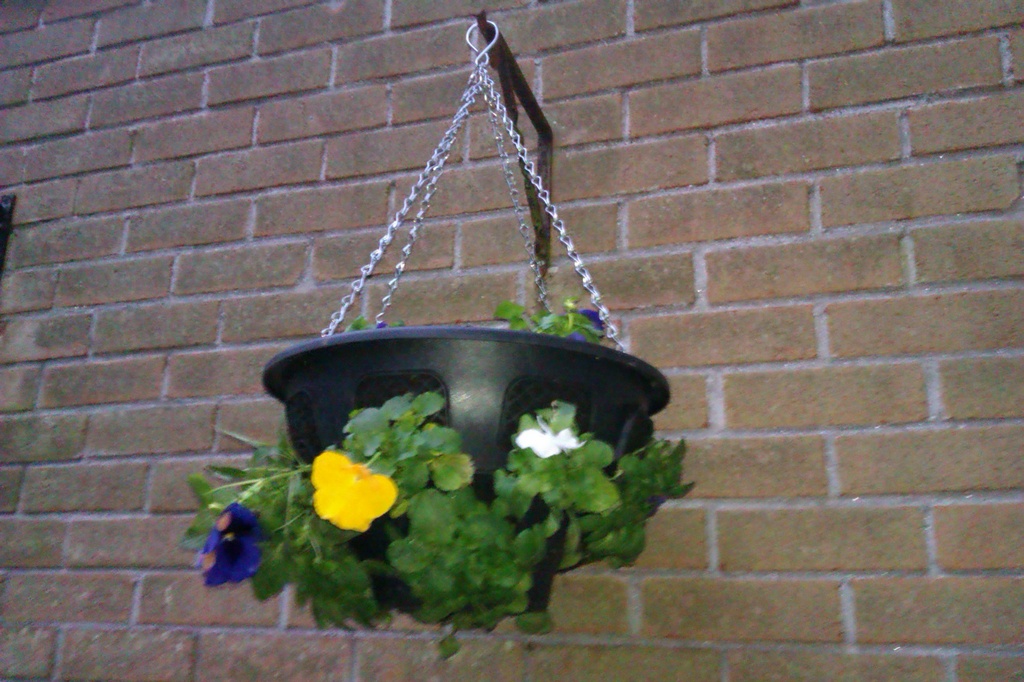 Winter pansies in hanging basket by jennymdennis