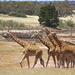 Giraffes by sugarmuser