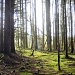 Woods by blightygal