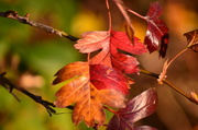 28th Nov 2013 - Gorgeous russet leaves 