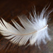 Light as a feather by nicolecampbell