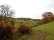 28th Nov 2013 - A walk along the Hereford way......