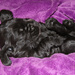 A tiny pile of paws by angelar