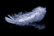 28th Nov 2013 - 28th November 2013 - Feather from above
