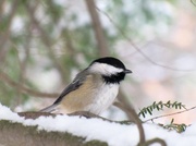 28th Nov 2013 - Chickadee