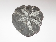 26th Nov 2013 -  Fossil of a Sea Urchin